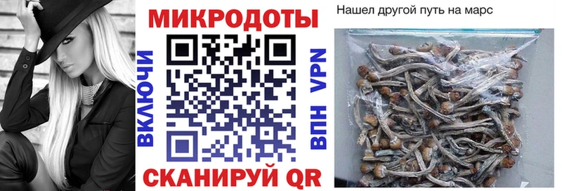 Псилоцибиновые грибы Psilocybine cubensis  Новосокольники 